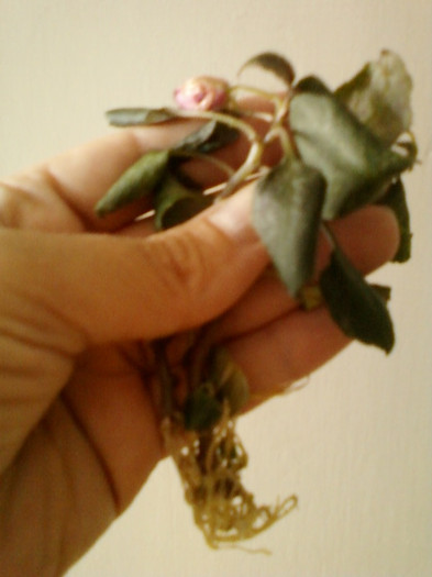 14 iunie 2012-flori 012