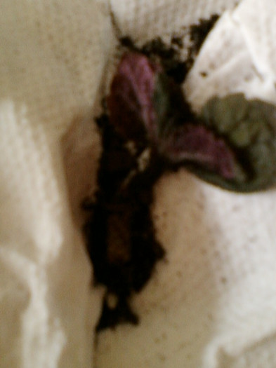 14 iunie 2012-flori 013