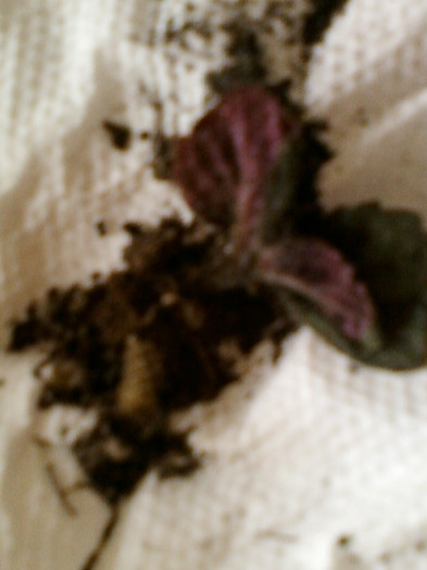 14 iunie 2012-flori 018