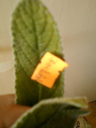 streptocarpus samba ?