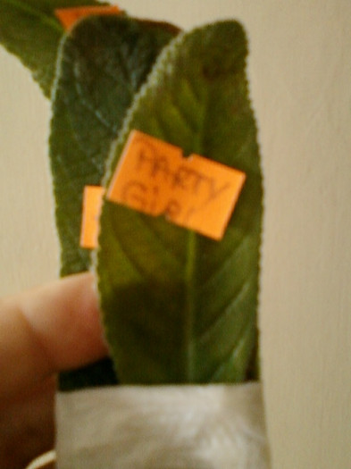 streptocarpus party girl