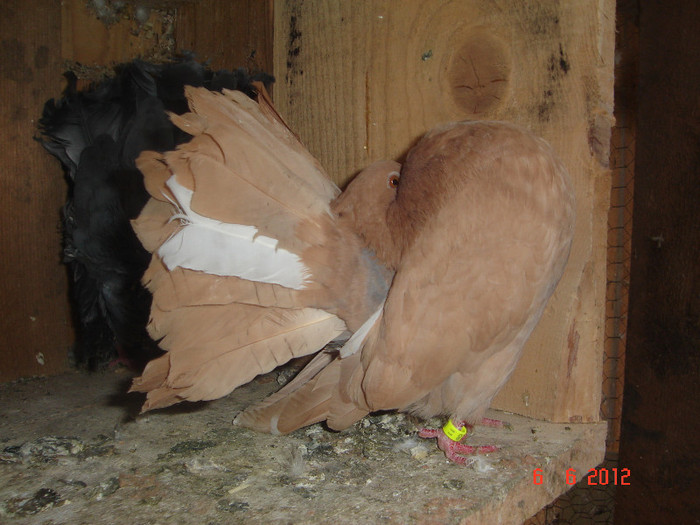 femela 2011- cumpar mascul