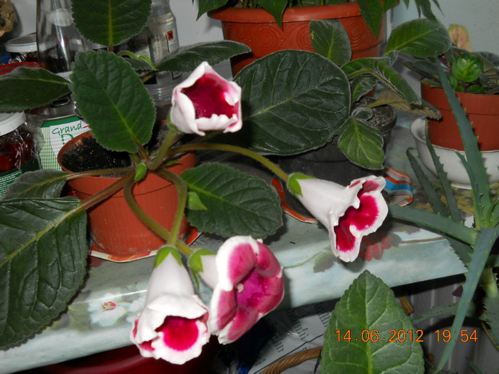 gloxinia rosie cu tiv - FLORILE MELE 2012