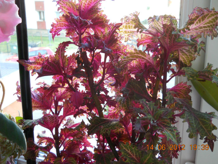 14.06.2012 065 - FLORILE MELE 2012
