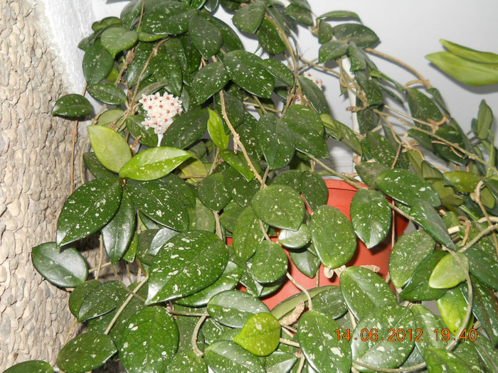hoya alb cu mijlocul rosu - FLORILE MELE 2012