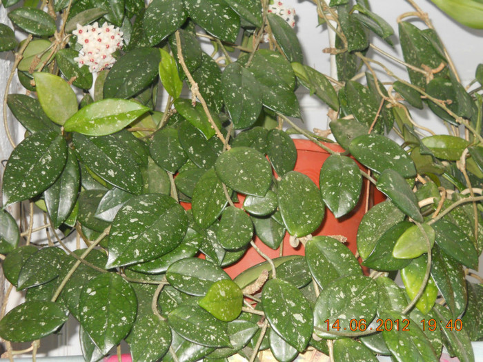 14.06.2012 072 - FLORILE MELE 2012