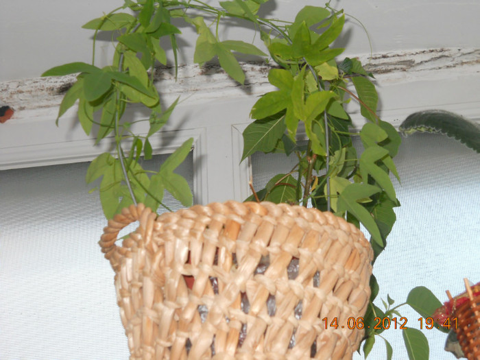 14.06.2012 074 - FLORILE MELE 2012