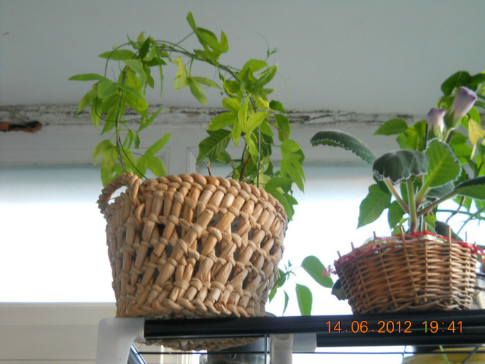 14.06.2012 075 - FLORILE MELE 2012
