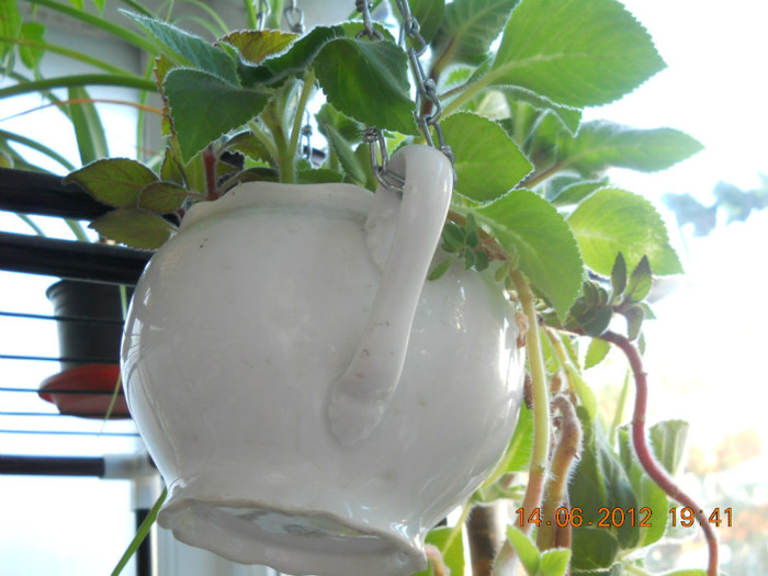 14.06.2012 077 - FLORILE MELE 2012