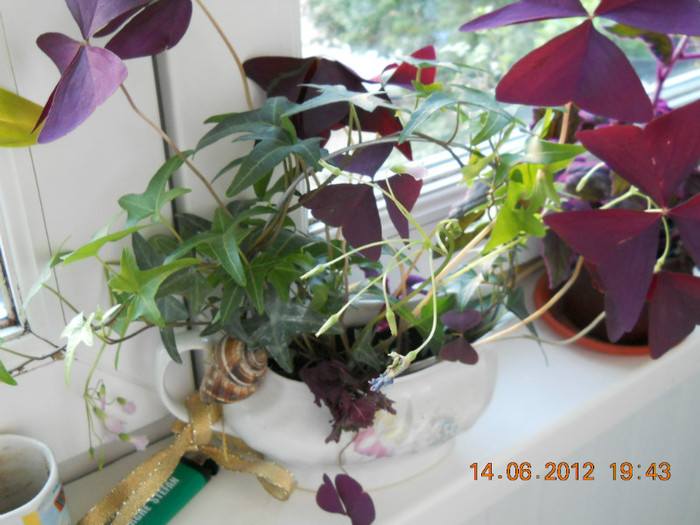 aranjament III - FLORILE MELE 2012