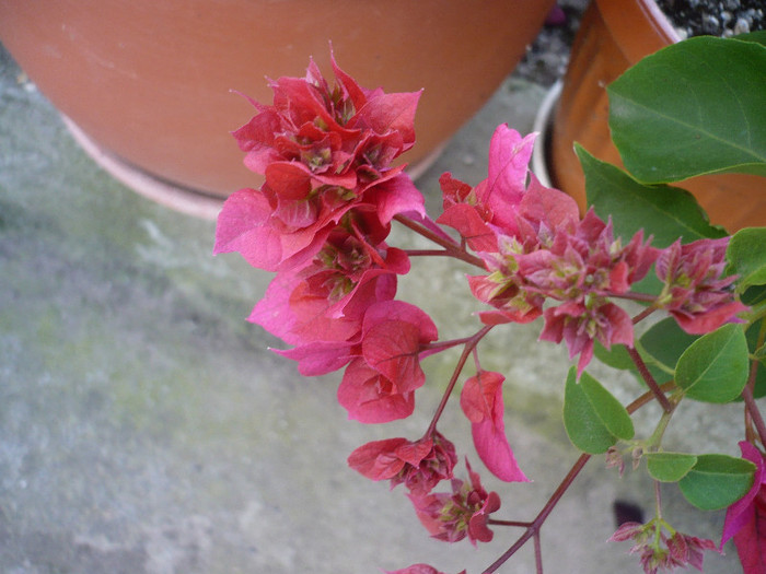 P1140666 - zzz-BOUGAINVILLEA-2012