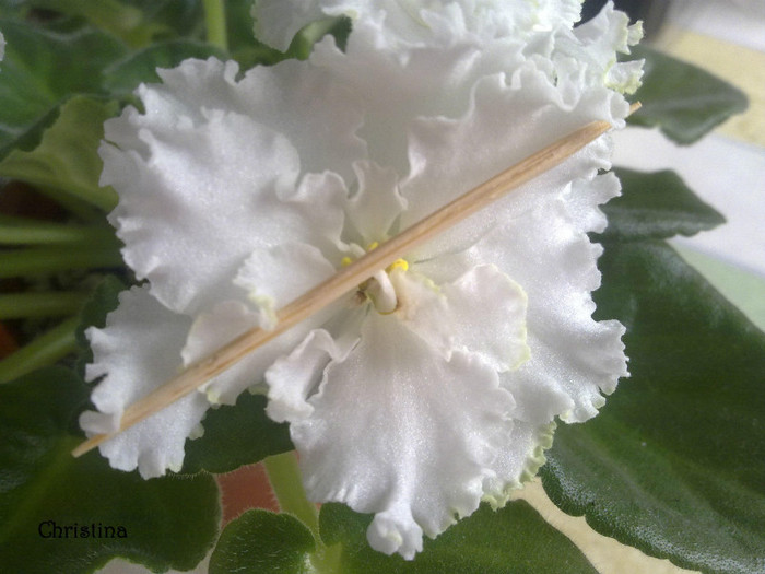 RS Balerina - Violete 2012