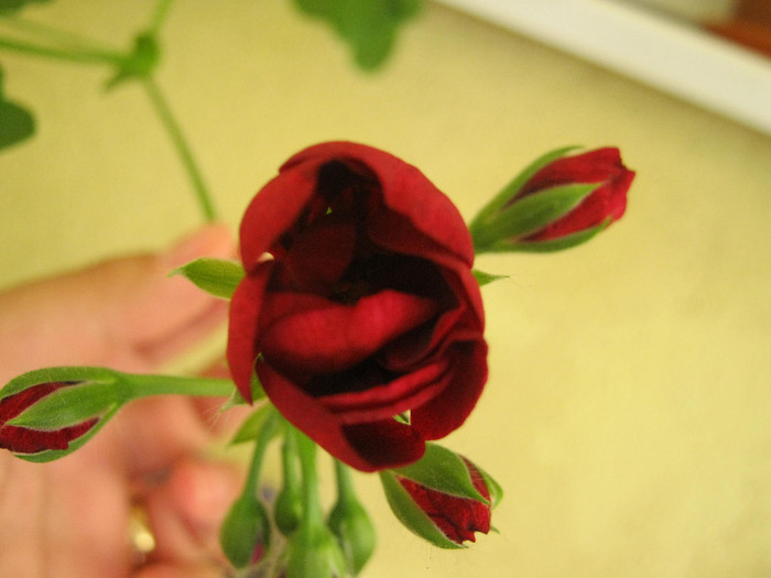 Muscate 14 - muscate 2012