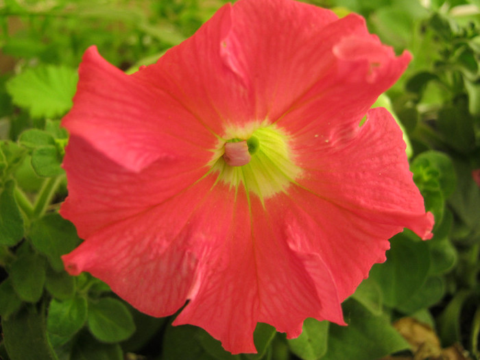 Petunie - gradina 2012