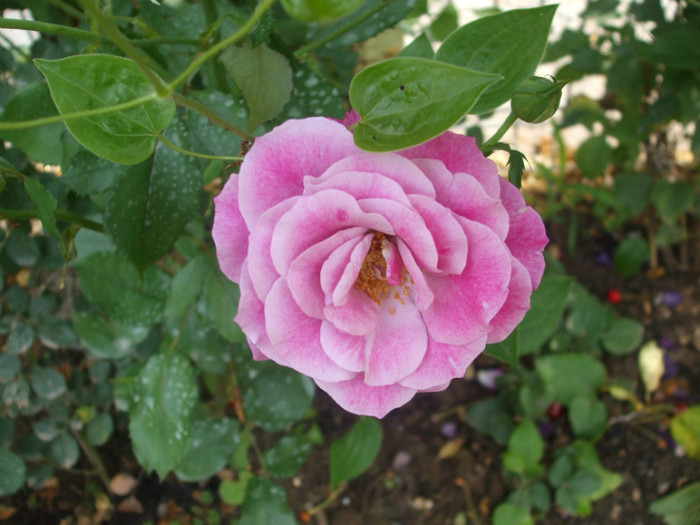 flori 2012 762