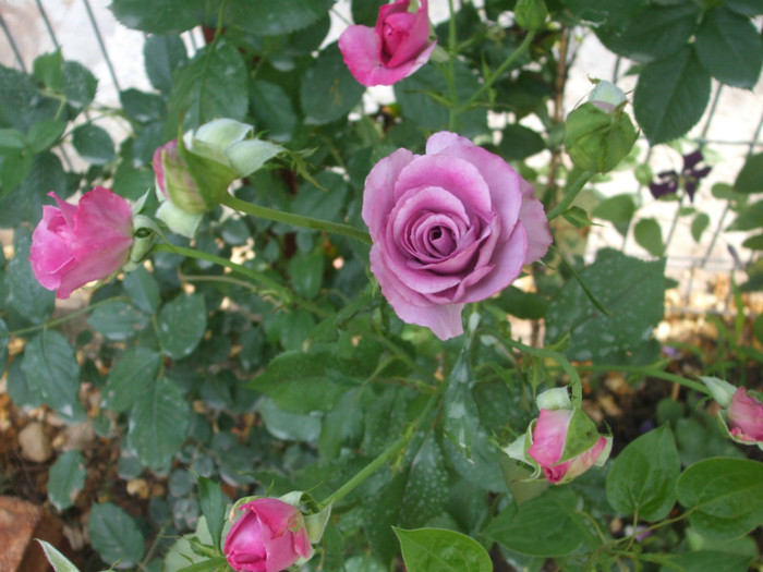 flori 2012 763