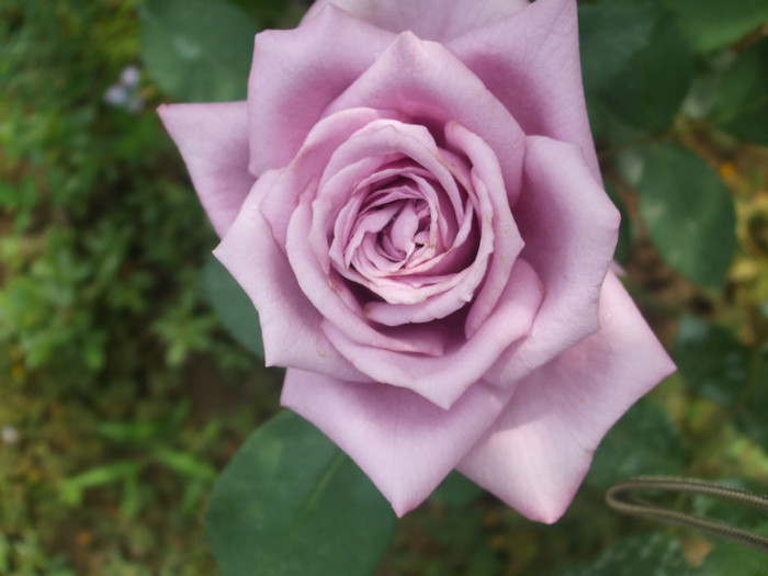 flori 2012 757