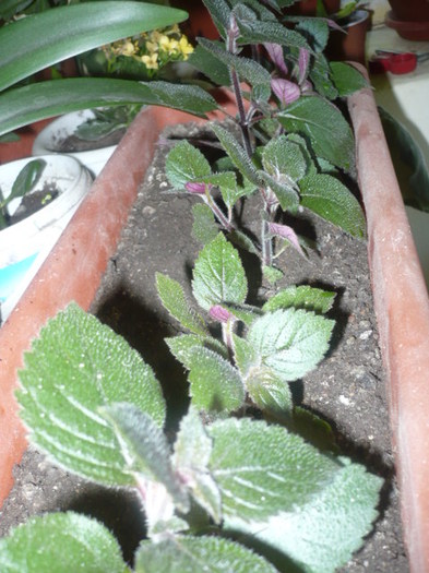 P1110604