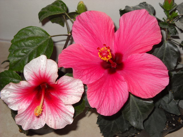 14.06.2012 infloriti!