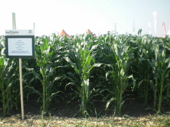 P6090389 - Agriplanta - 2012