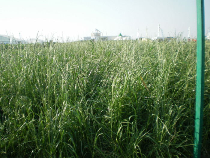 P6090398 - Agriplanta - 2012