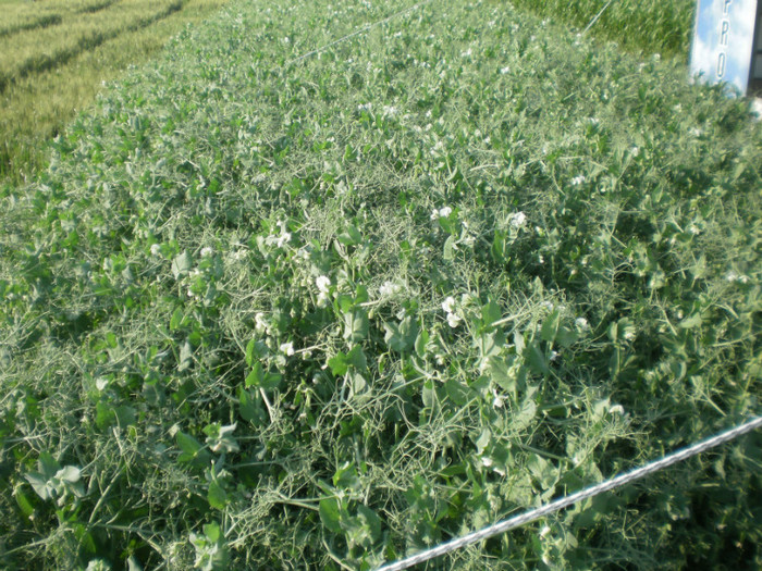 P6090400 - Agriplanta - 2012