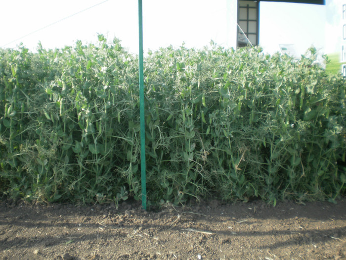 P6090401 - Agriplanta - 2012