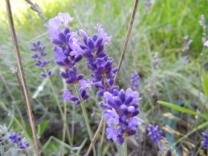 English lavender (2012, June 13) - LAVENDER Lavanda