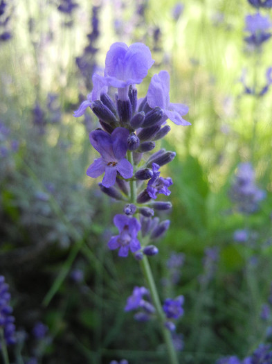 English lavender (2012, June 13)