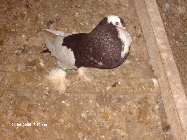 Picture 007 - pui 2012