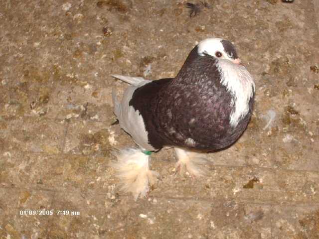 Picture 008 - pui 2012
