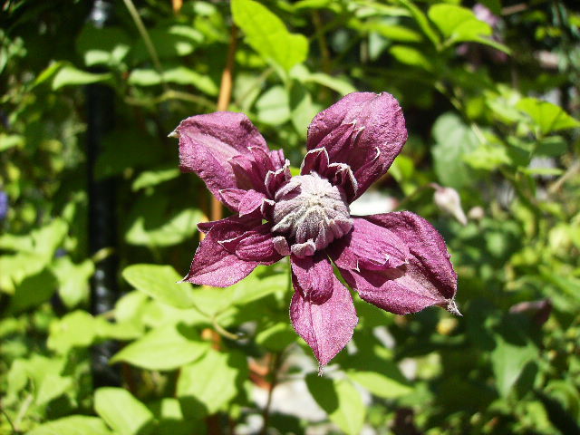 clematis - flori de iunie 2012