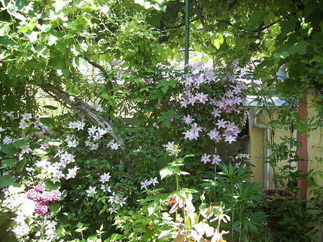 clematis - flori de iunie 2012