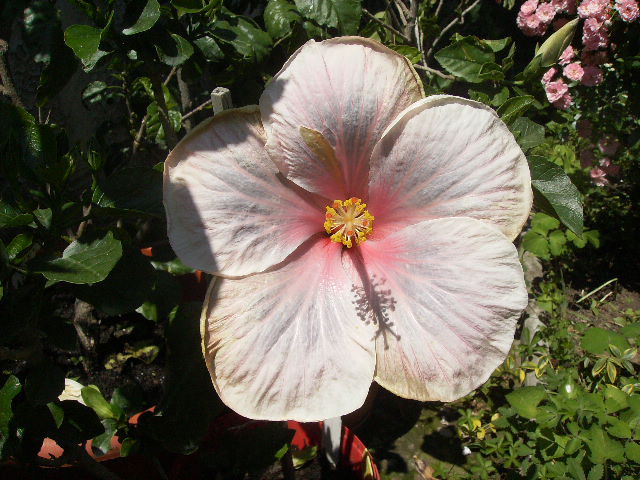 hibiscus - flori de iunie 2012