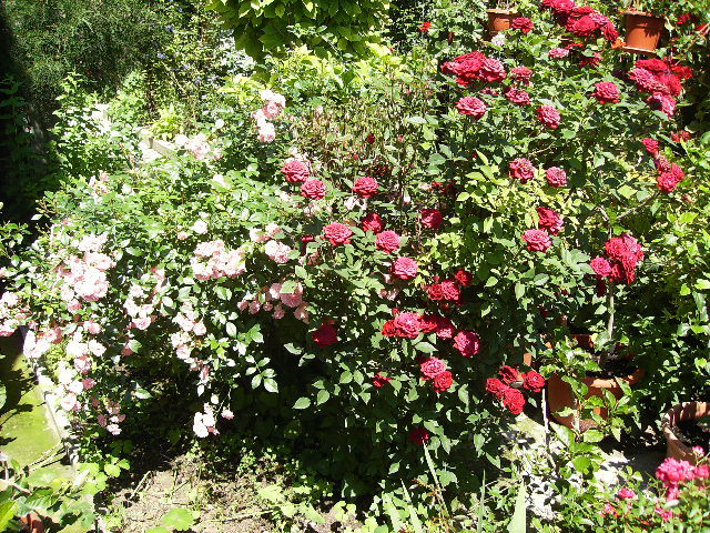 trandafiri - flori de iunie 2012