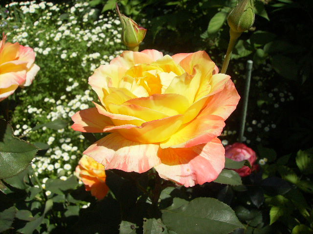 trandafir - flori de iunie 2012