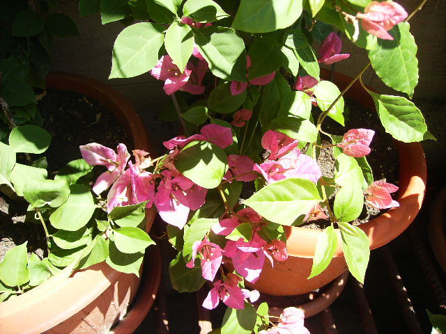 bouga bicolora - flori de iunie 2012