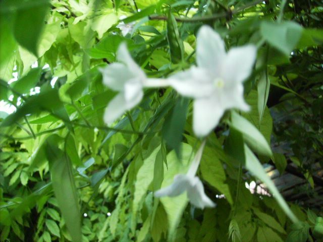 jasminum roz