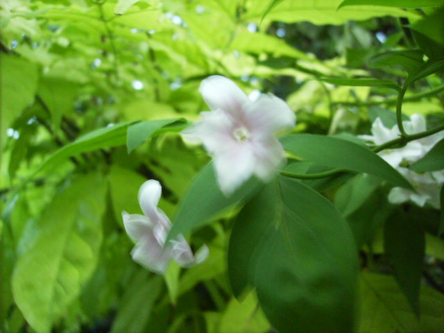 jasminum roz 3