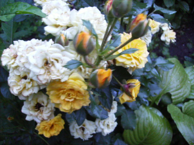 trandafiri cu mutatii de culoare - flori de iunie 2012