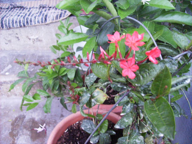 plumbago indica -inflorirea a doua 2 - flori de iunie 2012
