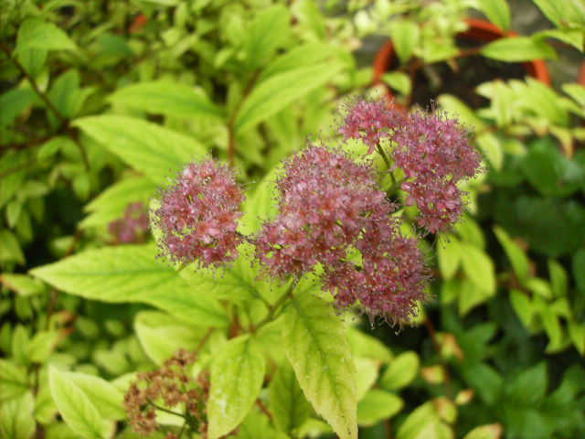 spirea - flori de iunie 2012