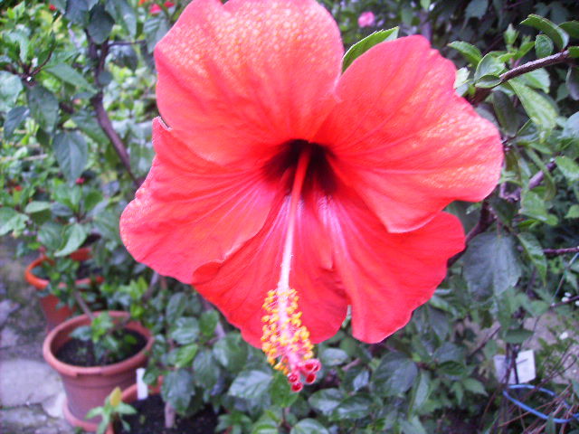 hibiscus - flori de iunie 2012