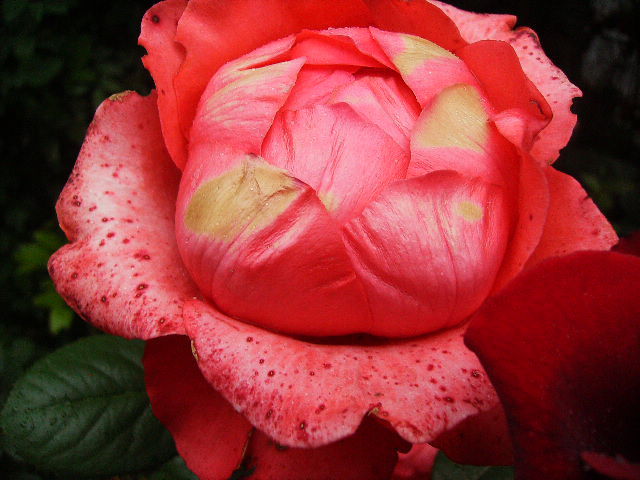 trandafir - flori de iunie 2012