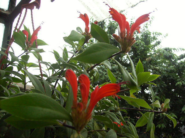 aeschinanthus - flori de iunie 2012
