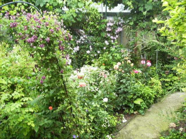 parte de gradina - flori de iunie 2012