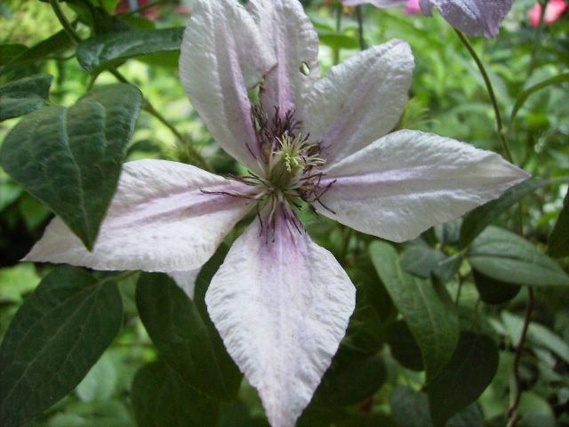 clematis - flori de iunie 2012