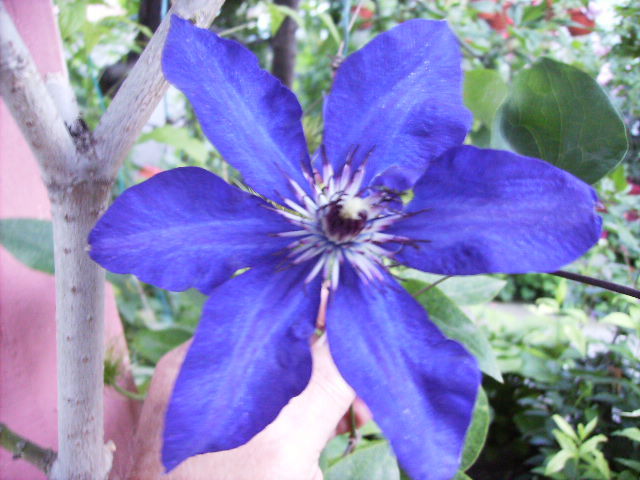 clematis - flori de iunie 2012