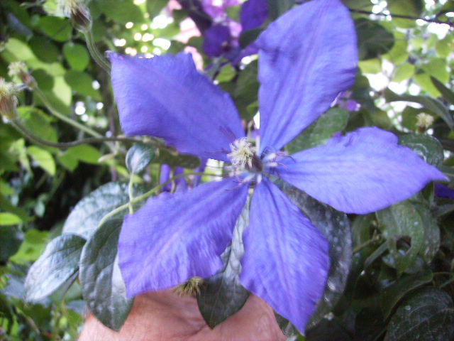 clematis - flori de iunie 2012