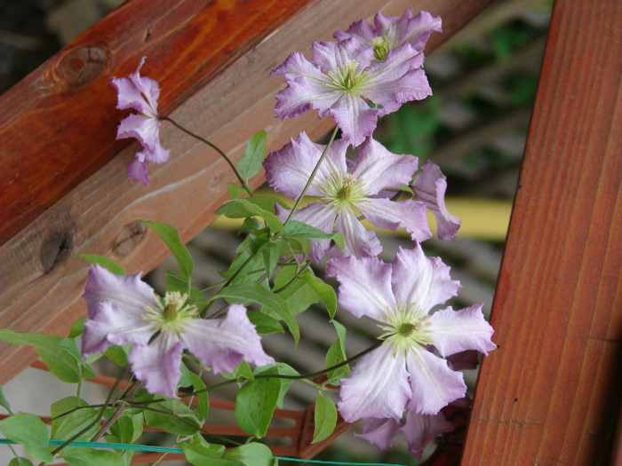 Tentel - Clematis